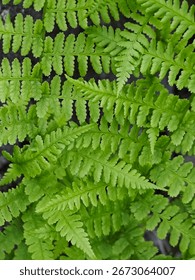 Green leaves background, leaf texture.
