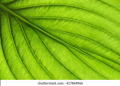 Green leaves background. Leaf texture - Shutterstock ID 417844966