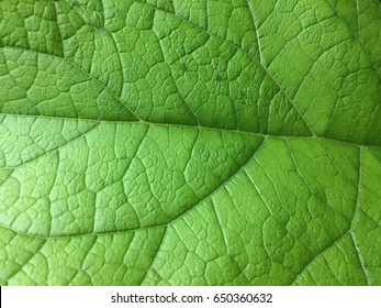 Green leaves background. Green leaf texture. Nice macro photo of big green leaf