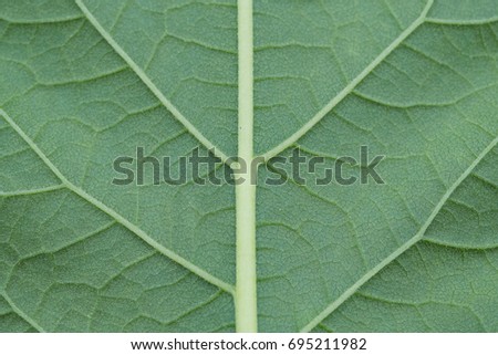 Green leaves background. Leaf texture