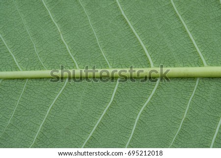 Green leaves background. Leaf texture