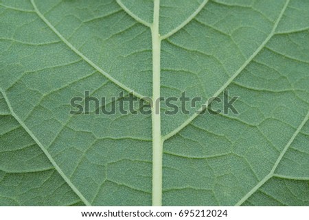 Green leaves background. Leaf texture