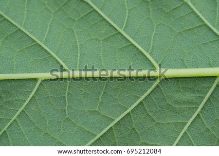 Green leaves background. Leaf texture