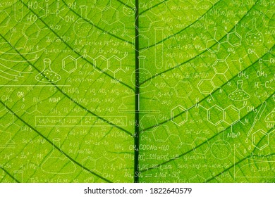 Green Leaves Background. Leaf Texture,Hand Drawn Science Formulas On Chalkboard For Background.