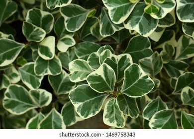 Green leaves background (Mistletoe rubber plant) - Shutterstock ID 1469758343