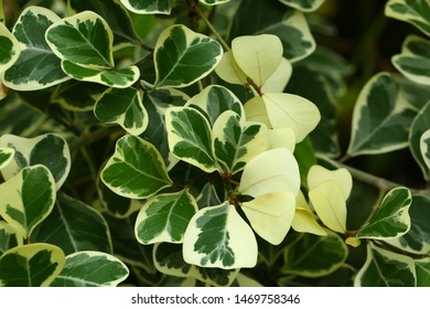 Green leaves background (Mistletoe rubber plant) - Shutterstock ID 1469758346