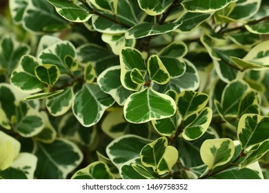 Green leaves background (Mistletoe rubber plant) - Shutterstock ID 1469758352