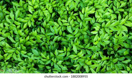 Green leaves background, nature background, green leaves  - Shutterstock ID 1882008955