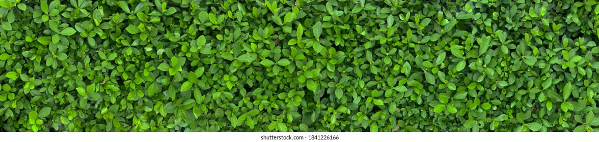 Green Leaves background paronama view.