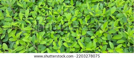 Green LEAVES BACKGROUND, LEAVES PATTERN, GREENARY of nature , branch of leaves
