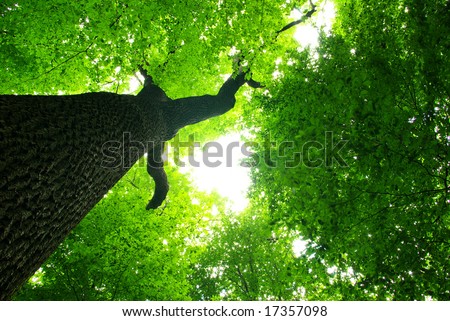 green leaves background in sunny day
