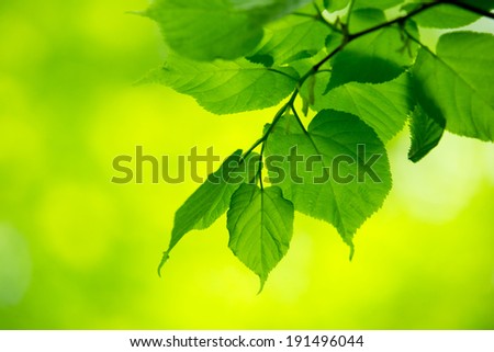 Similar – green leaves of a tree top