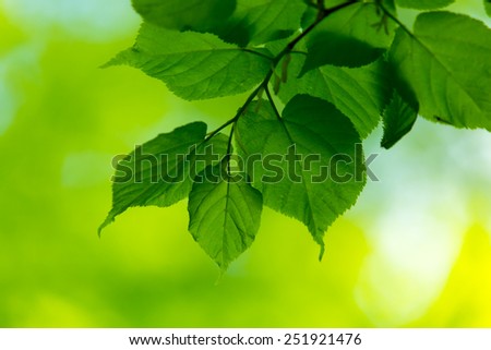 Similar – green leaves of a tree top