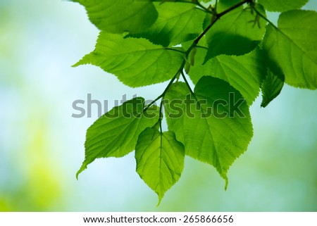 Similar – green leaves of a tree top