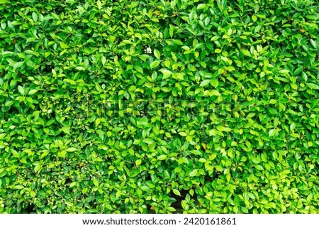 Green leaves background and texture.