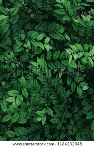green leaves for background and wallpaper