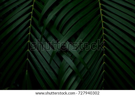 Green leaves background.Green leaves with copy space.They are color tone dark in the morning.Tropical Plant in Thailand,environment,good air,fresh.photo concept nature and plant.