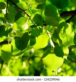 Green leaves backround