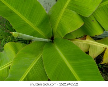 Green leaves of banana plant growing in the garden, nature photography, pattern background - Shutterstock ID 1521948512