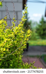 Green Leaves Of A Barberry Growing In The Garden. Ornamental Shrub With Small Green Leaves And Thorns. Barberry Branches Illuminated By The Sun.