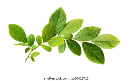 Green leaves of blueberry isolated on white