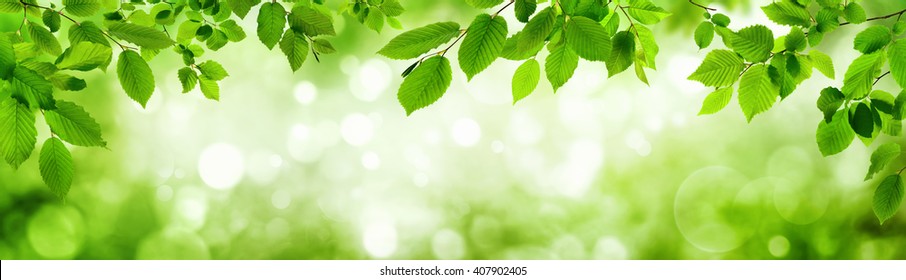 Green leaves and blurred highlights in the background build a natural frame in panorama format
