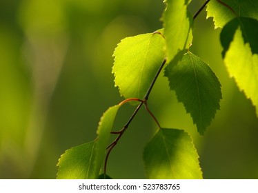 Green Leaves Bokeh 