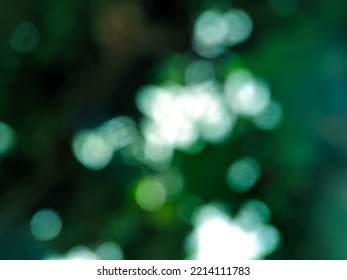 Green Leaves Bokeh Background Of Trees In Park With Clear Morning Sky