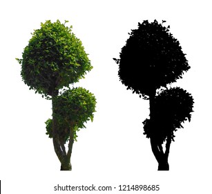 Green Leaves Bonsai Tree With Black Alpha Mask Isolated On White Background.