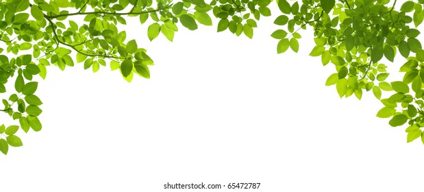 Green Leaves Border