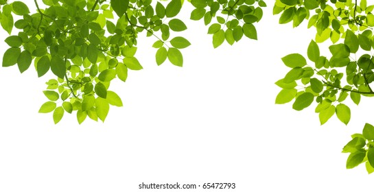 Green Leaves Border