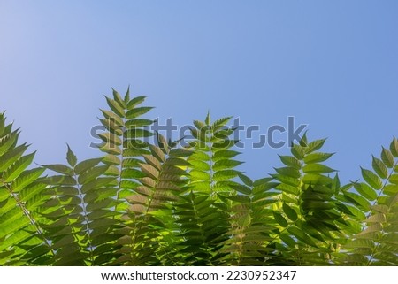 Green leaves border. Chinese mahogany leaves on blue sky background. Summer nature wallpaper. Copy space above lush foliage of chinese cedar or toon sinensis. Exotic flora of Tenerife, Canary islands