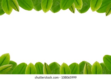 Green Leaves Border Frame Stock Photo 108065999 | Shutterstock