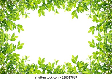 Green Leaves Border Isolated On White Background