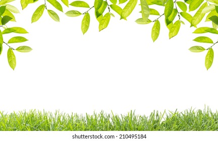 Green Leaves Borders Stock Photos, Images & Photography | Shutterstock