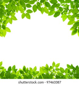 Green Leaves Border On White Background