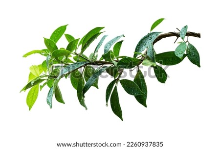 Green leaves branch with drop isolated on white background with clipping path.