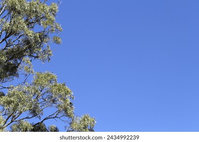 Green leaves and branches on a eucalyptus tree against a clear blue sky