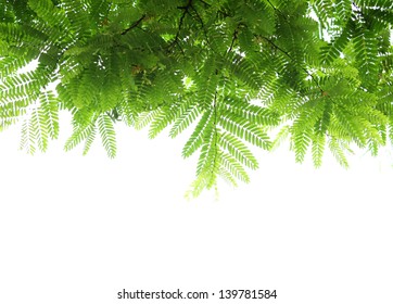 green leaves and branches on white background