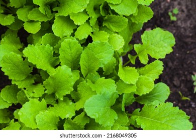 Green leaves of Brassica juncea growing in the garden, top view. Macro photo with selective soft focus - Shutterstock ID 2168049305
