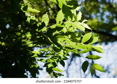 GREEN LEAVES WITH BRIGHT SUNLIGHT AND SHAD