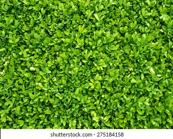 Green Leaves Bush Background