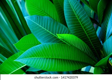 The green leaves are bushes in the lobes. - Shutterstock ID 1417420379