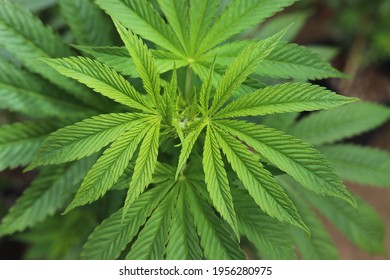 green leaves of cannabis indica in an organic planting in a garden (ourdoor) - Shutterstock ID 1956280975