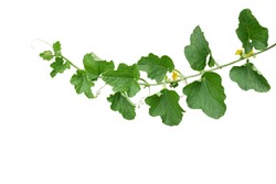 Green Leaves Of Cantaloupe (Muskmelon) With Yellow Flowers And Tendrils, Pumpkin Leaf-like Hairy Vine Plant Isolated On White Background With Clipping Path.