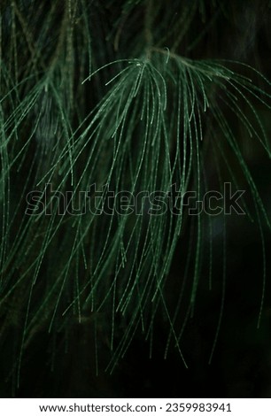 Green leaves of Casuarina cunninghamiana, known as Australian Pine, River she-oak, Creek-oak, Fire-oak, Cunningham's beefwood or Walking casuarina.