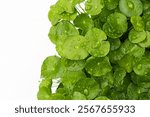 Green leaves of centella asiatica with rain drop (Gotu Kola) Fresh herb plant