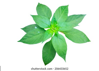 240,316 Chili leaves Images, Stock Photos & Vectors | Shutterstock