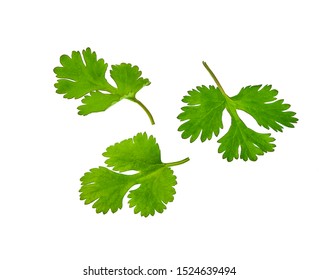 Green Leaves Of Cilantro Isolated On White.