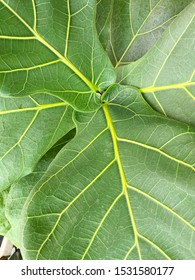 green leaves close up, fiddle leaf fig tree